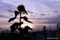 img_1237885499_885