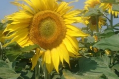 img_1266685215_935