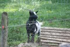 img_1283104996_581