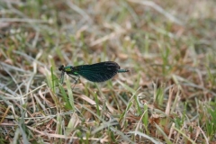 img_1283106209_728
